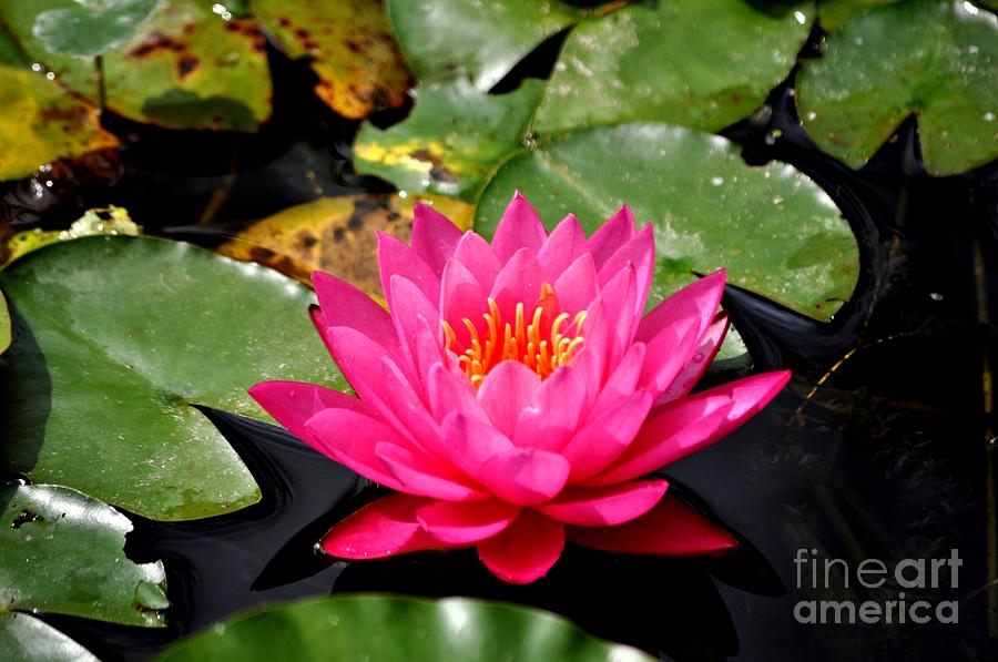 Nature Photograph - Pink Water Lily by M J