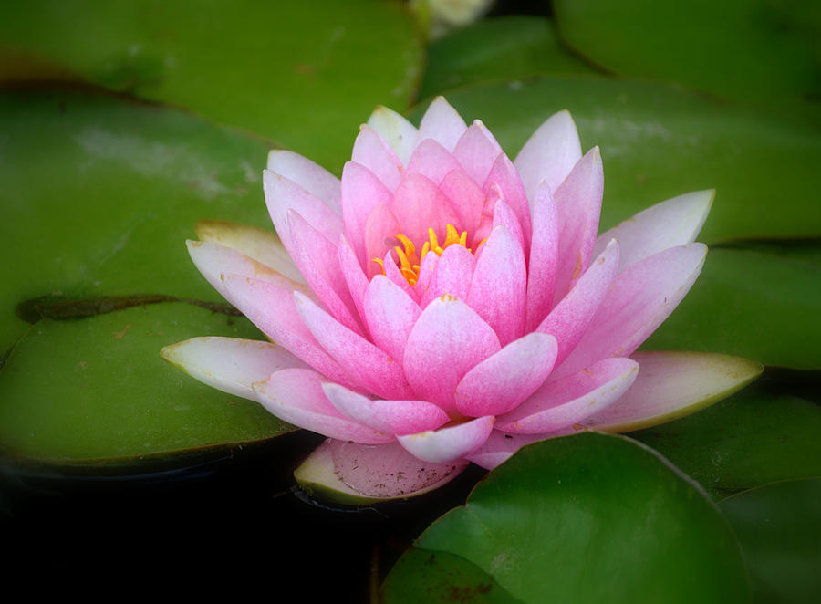 Pink Water Lily Nymphea Photograph by Nathan Abbott