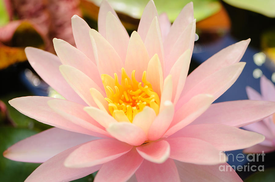 Pink Water Lily Photograph by Oscar Gutierrez