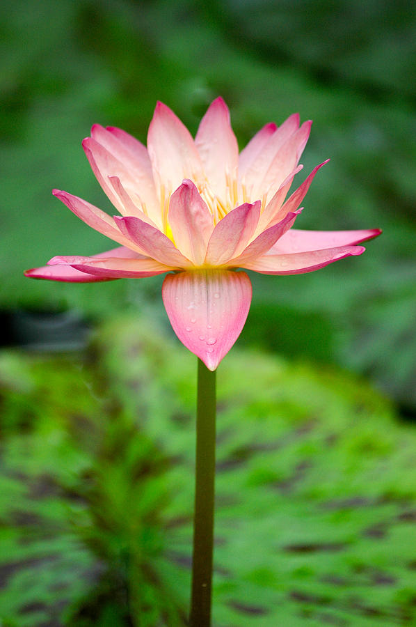 Pink Water Lily. Photograph by Rob Huntley