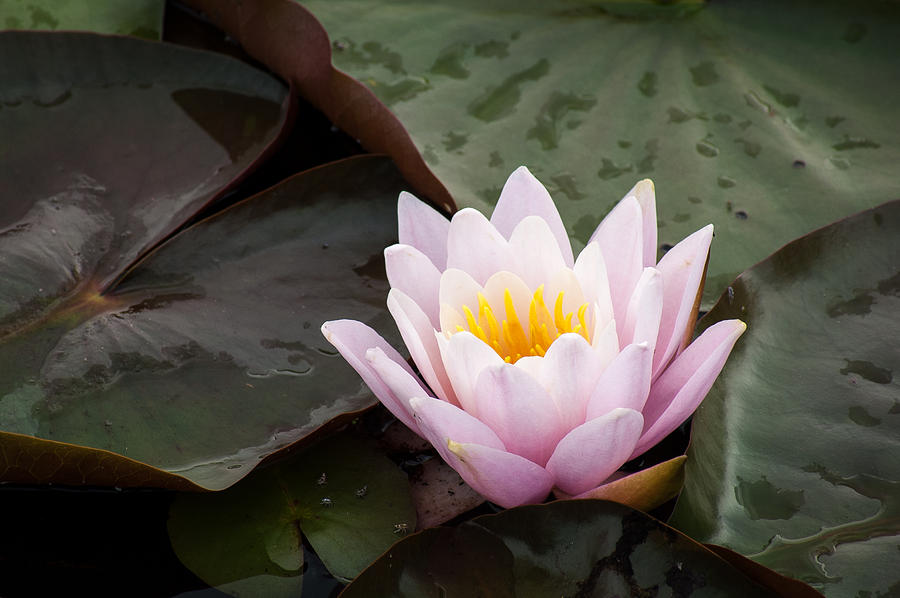 Nature Photograph - Pink Water Lily by Wayne Meyer
