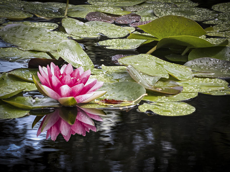 Pink Water Lily with Reflection Photograph by Jean Noren