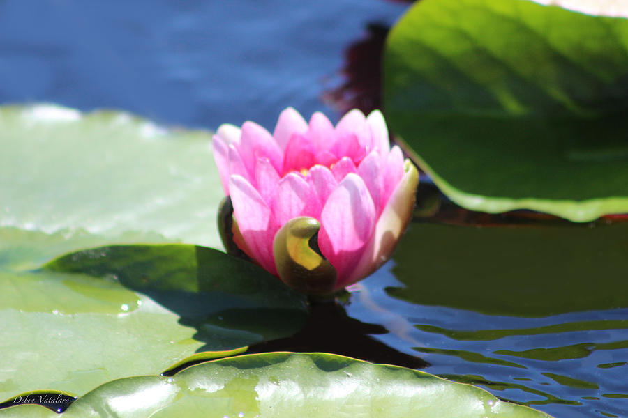 Pink Water Lotus Photograph by Debra     Vatalaro