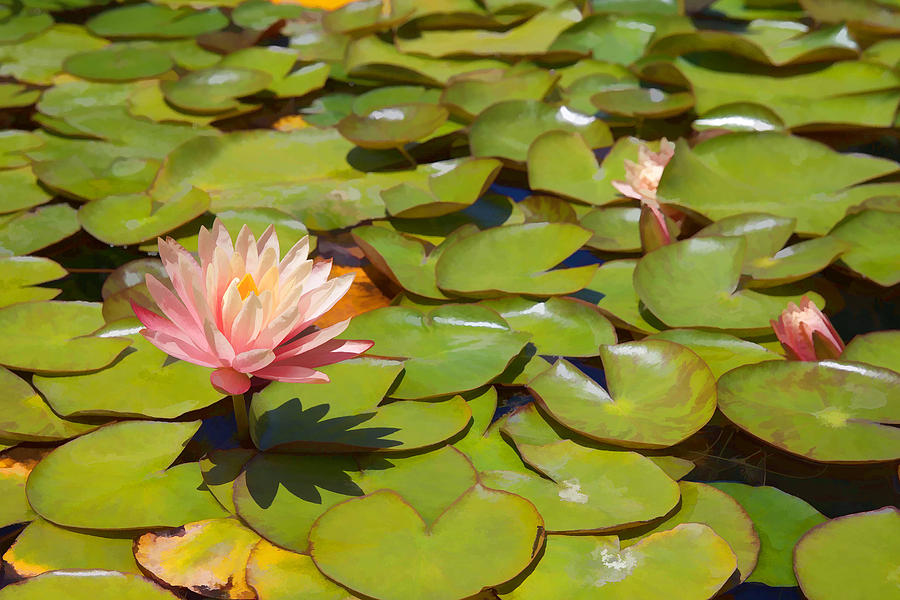 Pink Waterlilies in Koi Pond Mixed Media by Cliff Wassmann