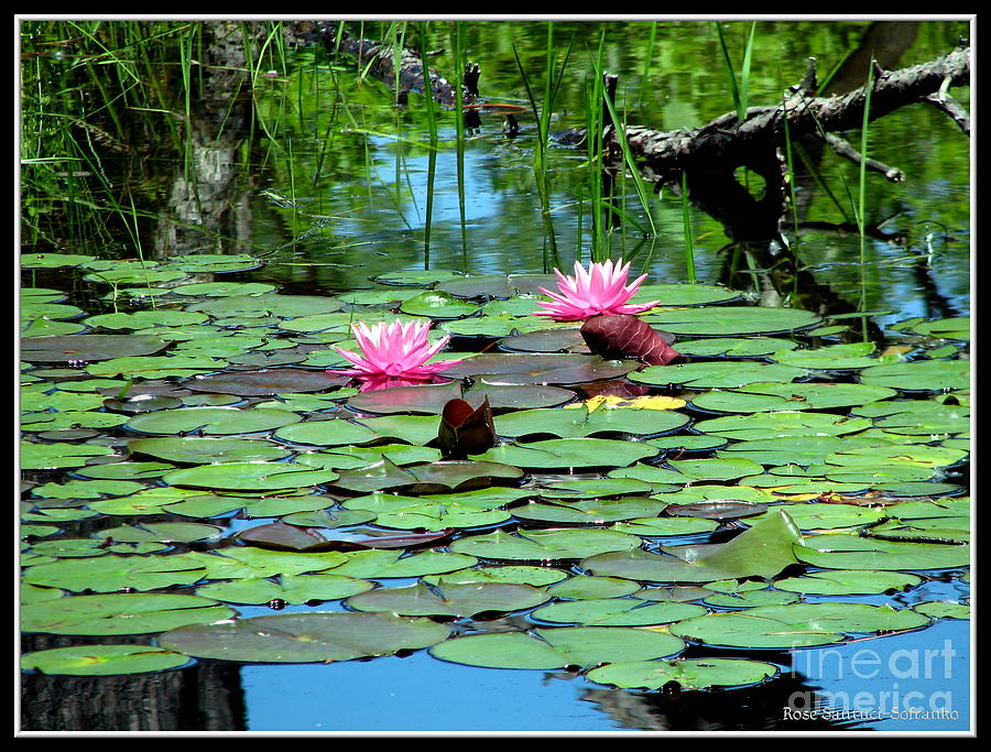Pink Waterlilies  Photograph by Rose Santuci-Sofranko