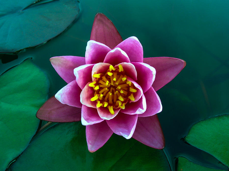 Rose Waterlily Photograph by Allan Levin