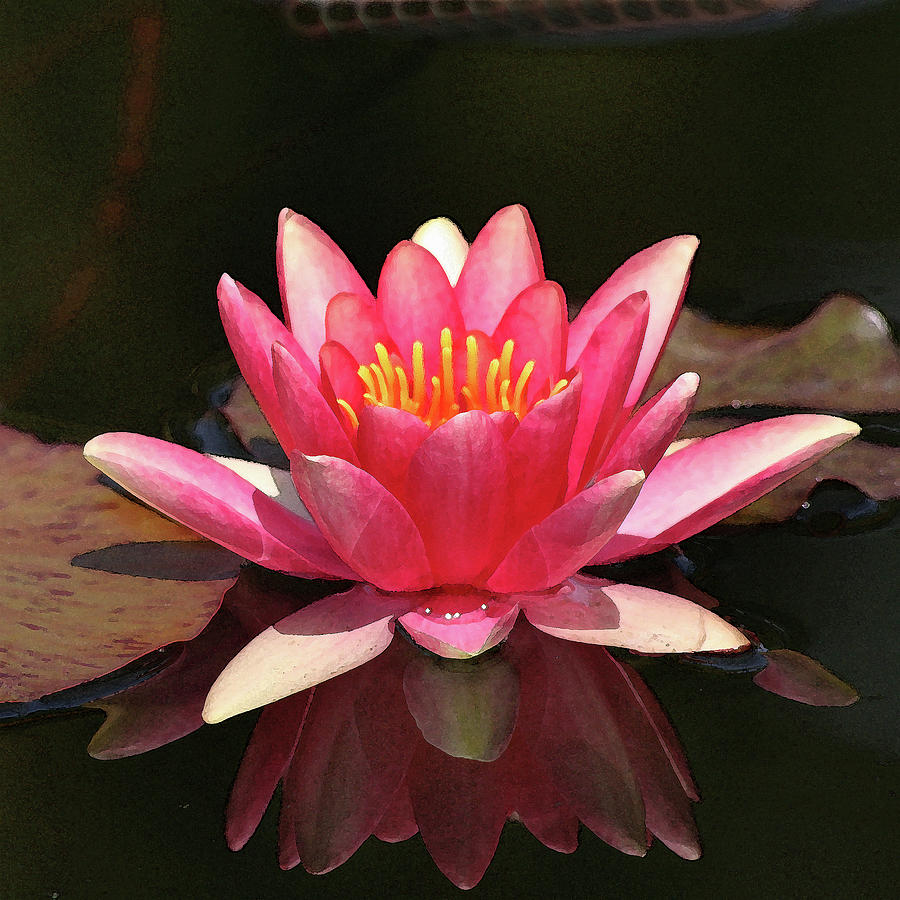 Lily Photograph - Pink Waterlily by Art Block Collections