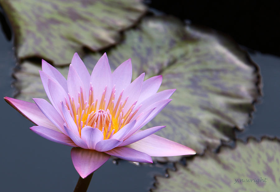 Pink Water lily at Dusk Photograph by Yvonne Wright