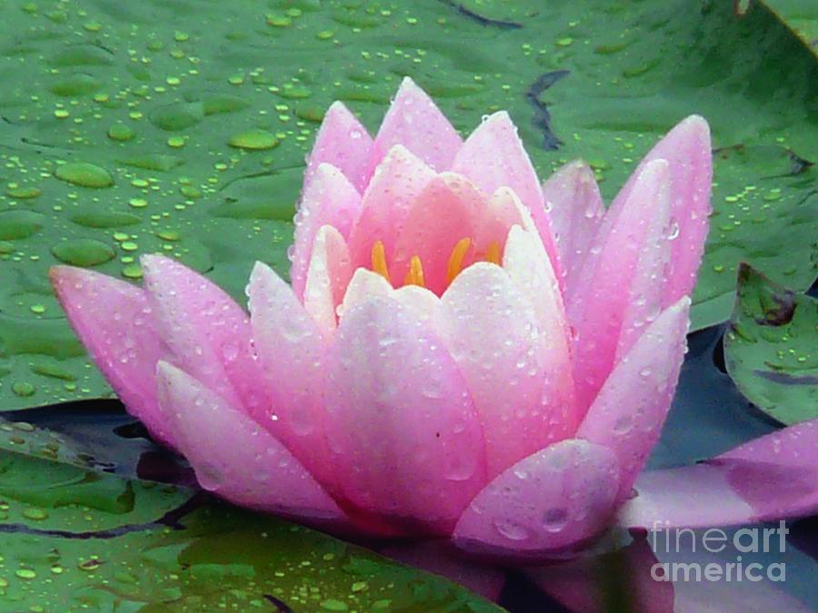 Pink Waterlily Photograph