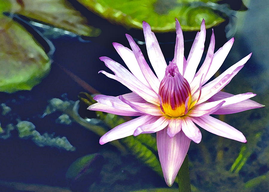 Pink Waterlily Photograph by Lehua Pekelo-Stearns