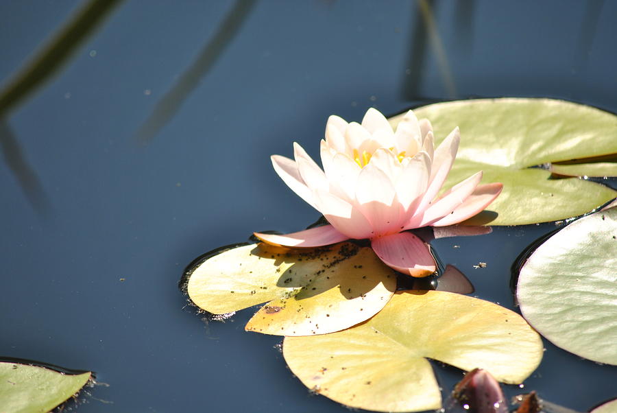 Flower Photograph - Pink Waterlily by Paulina Roybal Flower Photograph - Pink Waterlily by Paulina Roybal