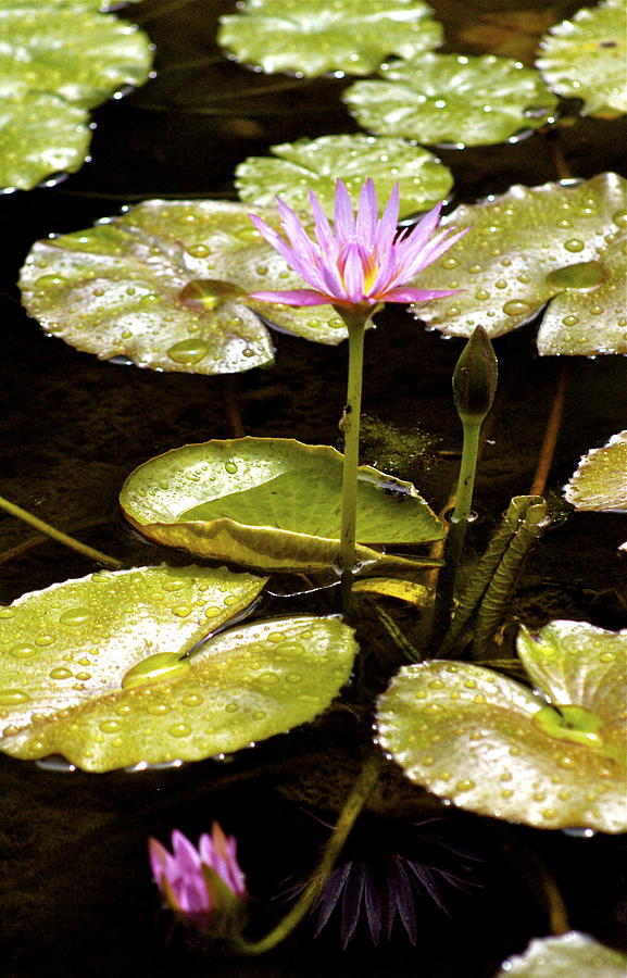 A Water lily Reflection Photograph by Lehua Pekelo-Stearns