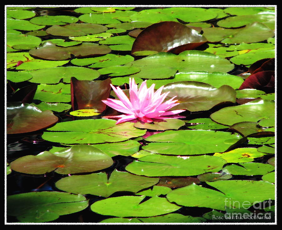Pink Waterlily with Oil Painting Effect Photograph by Rose Santuci-Sofranko