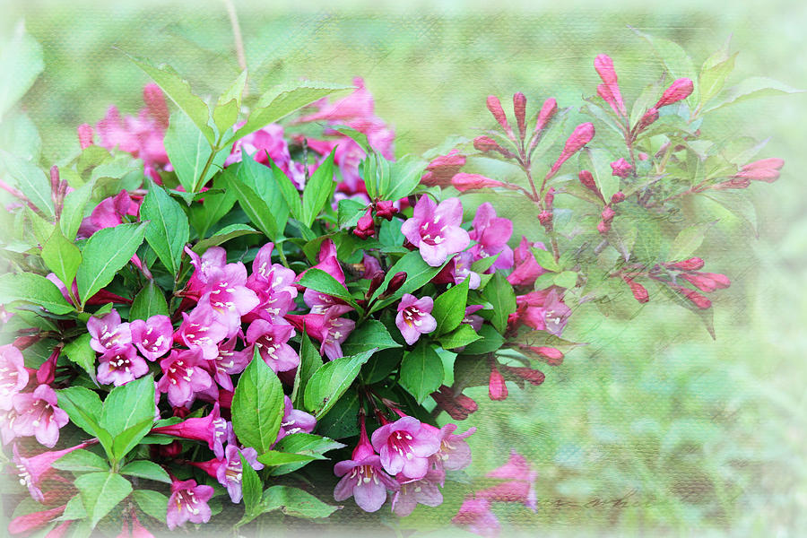 Pink Weigela Photograph by Trina  Ansel