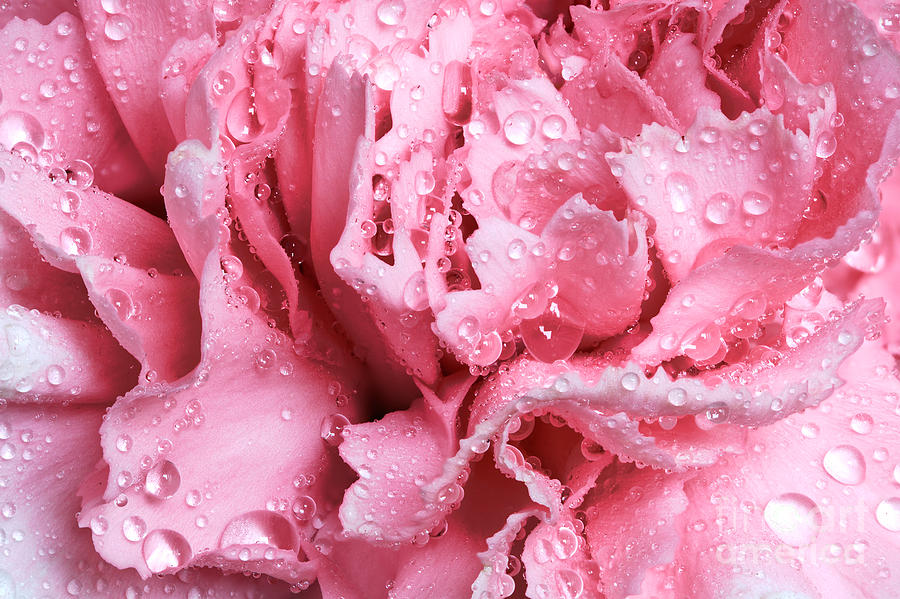 Spring Photograph - Pink wet carnation flower close up by Michal Bednarek