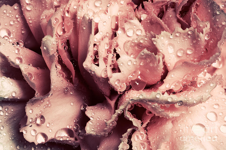 Spring Photograph - Pink wet carnation flower. Vintage by Michal Bednarek