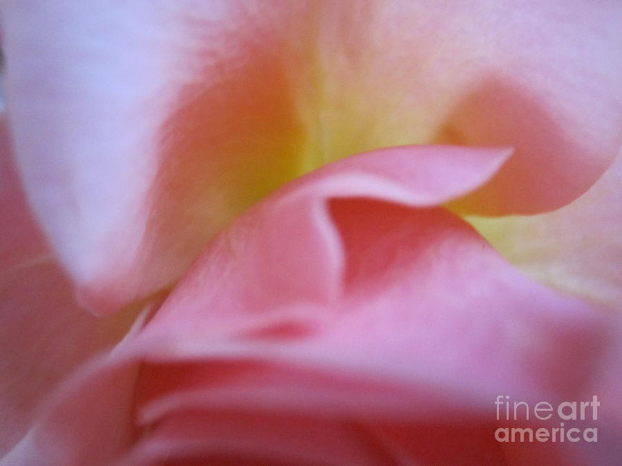 Pink Whisper Rose Photograph by Tara  Shalton
