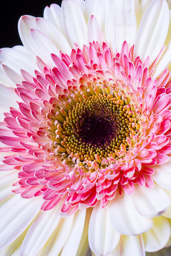 Still Life Photograph - Pink White Daisy by Garry Gay