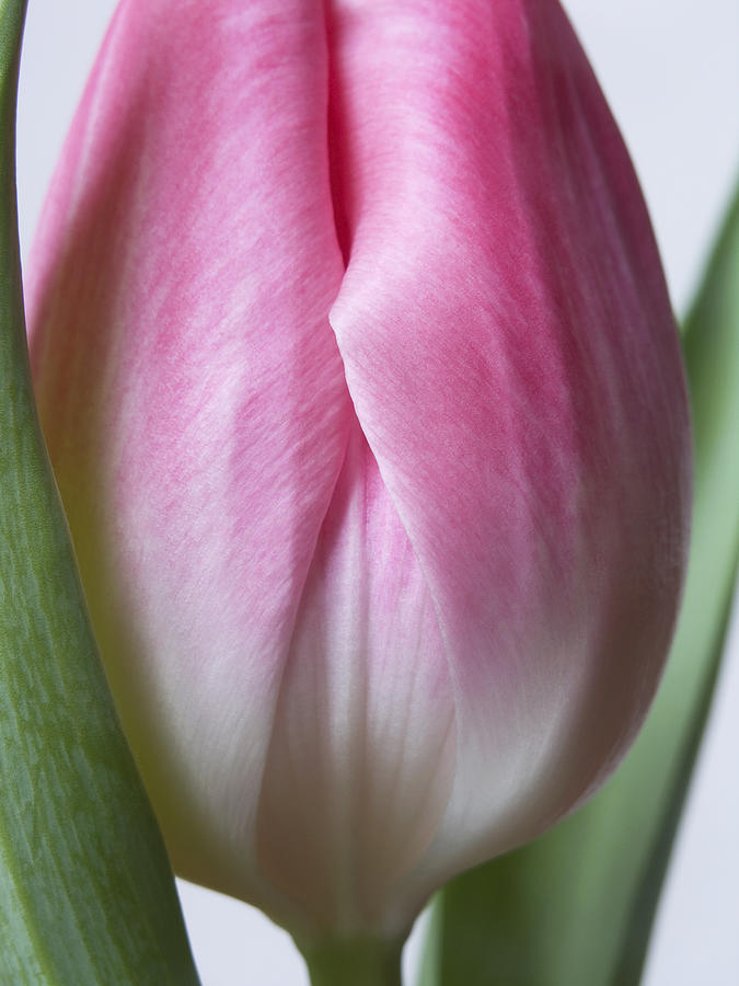 Close Up Pink White Tulips Flowers Macro Photography Art Work Photograph by Nadja Drieling - Flower- Garden and Nature Photography - Art Shop
