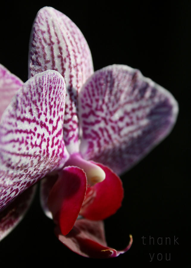 Orchid Photograph - Pink White Orchid and a reminder to utter the words Thank You. by Raenell Ochampaugh
