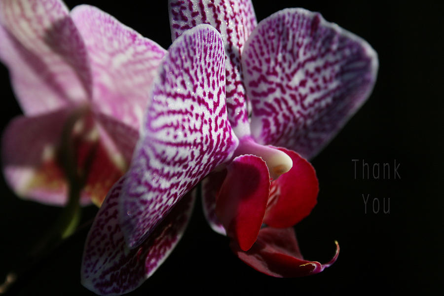 Flower Photograph - Pink White Orchids and a reminder to utter the words Thank You. by Raenell Ochampaugh