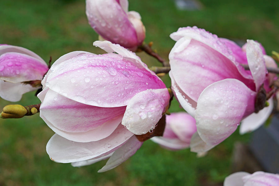 Pink White Wet Raindrops Magnolia Flowers Photograph