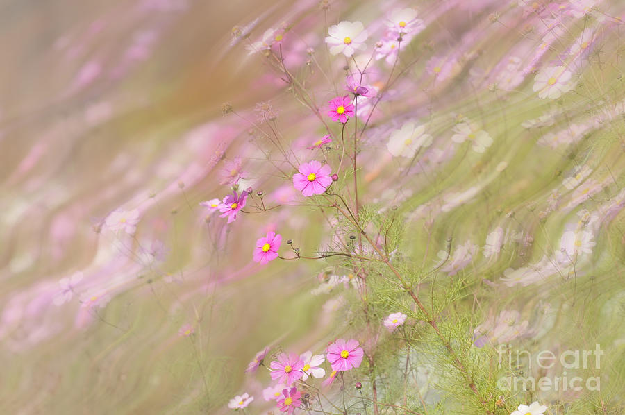 Pink wild flower Photograph by Dan Friend