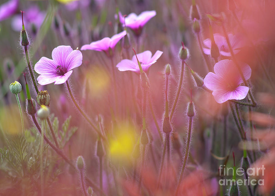 Pink wild Geranium Photograph by Heiko Koehrer-Wagner