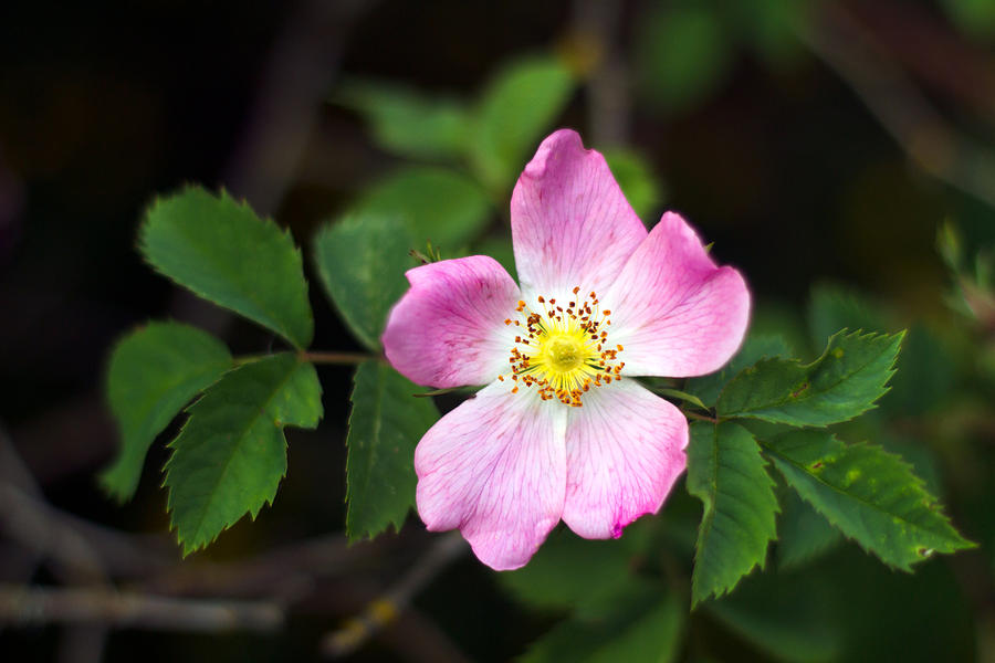 Pink Wild Rose Flower Photograph by Michael Russell