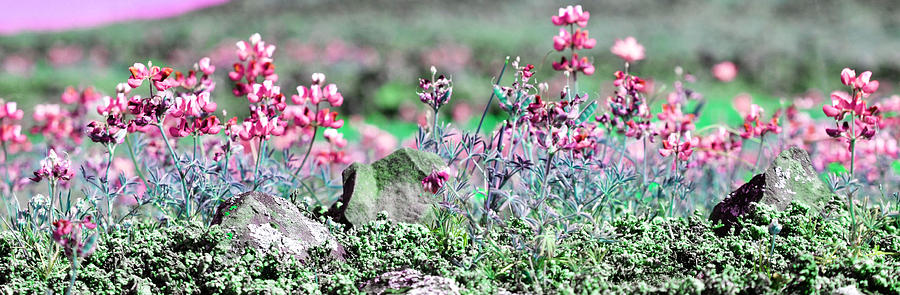 Pink Wildflowers Photograph by Holly Blunkall
