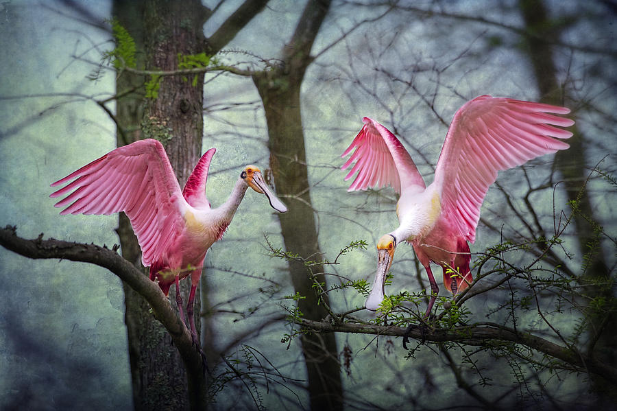 Pink Wings in the Swamp Photograph by Bonnie Barry
