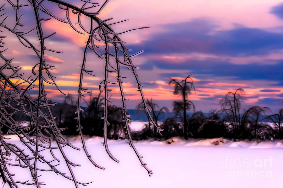 Tree Photograph - Pink Winter Ice by Brenda Giasson