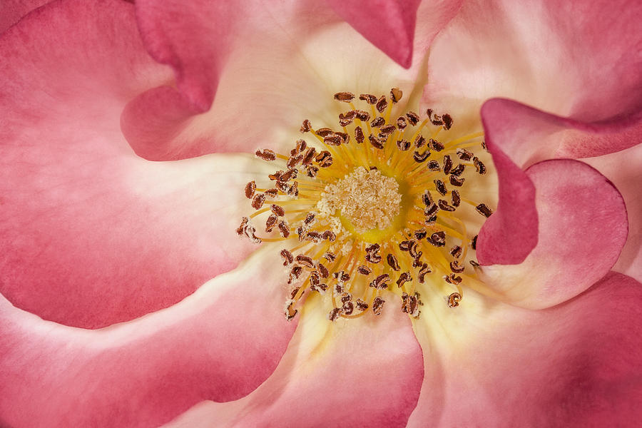 Pink With A Touch Of Yellow Photograph by Susan Candelario