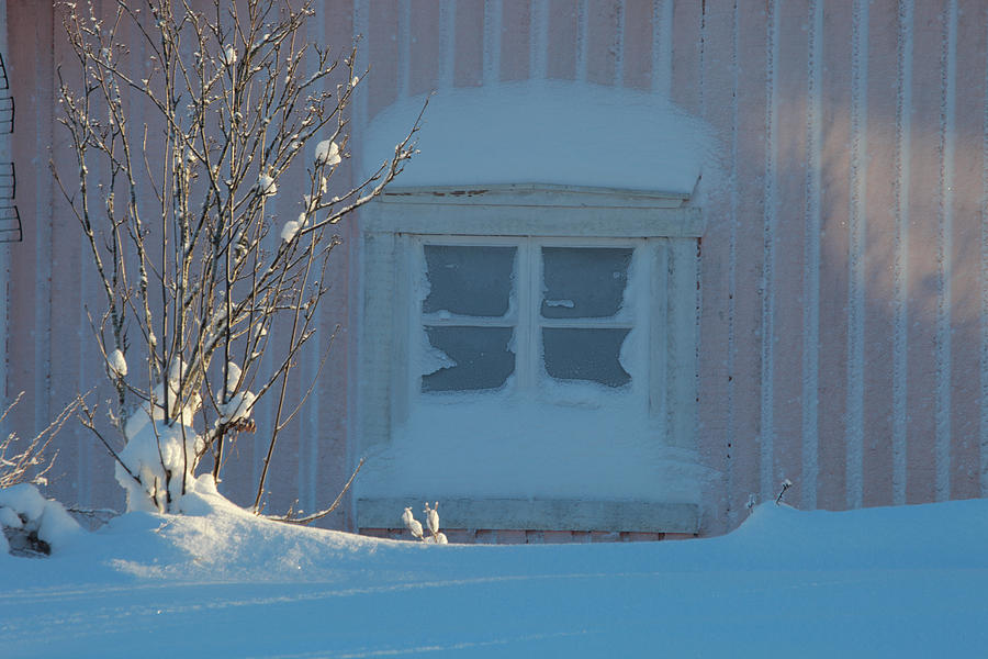 Pink wooden house in deep snow Photograph by Ulrich Kunst And Bettina Scheidulin