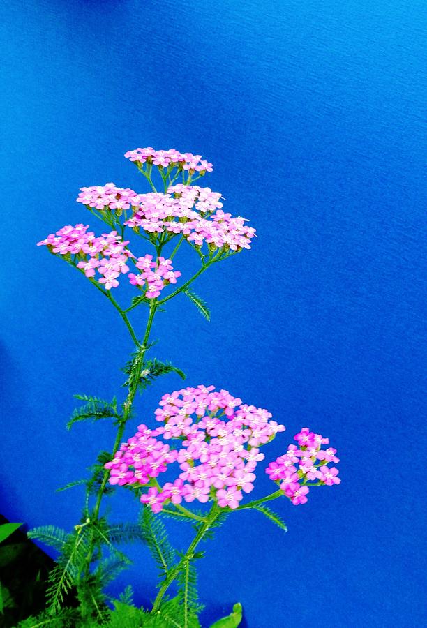 Pink Yarrow Photograph by Mike Breau