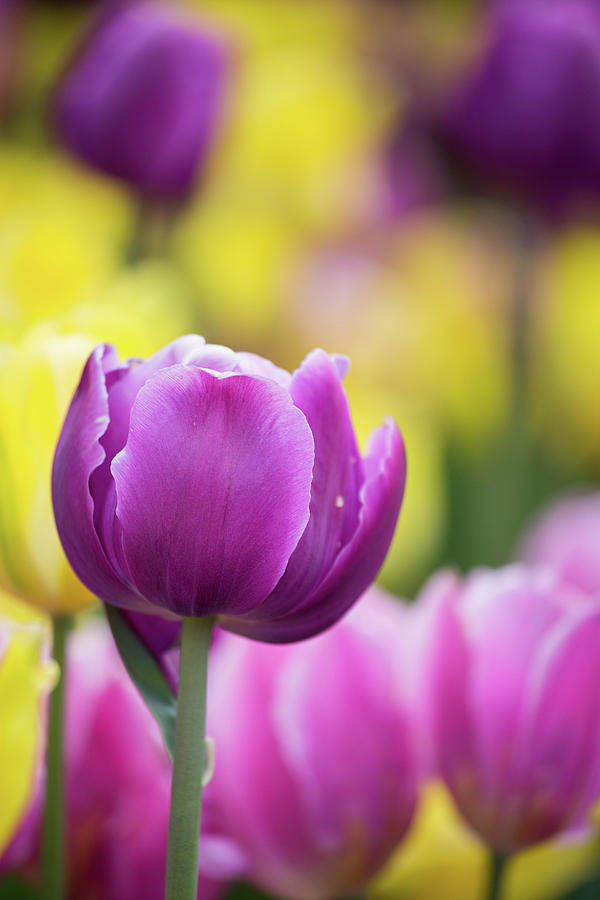 Pink, Yellow And Purple Tulips Blooming Photograph by Panoramic Images ...