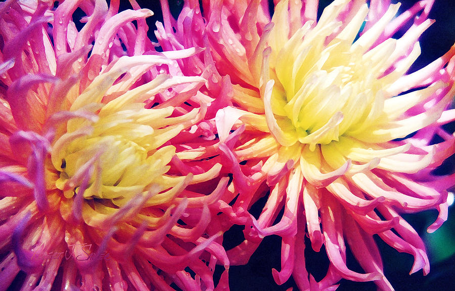 Pink Yellow Chrysanthemums Photograph by Robert J Sadler