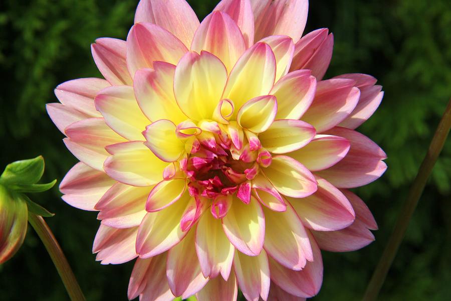 Pink Yellow Dinner plate Dahlia Photograph by Laurie Tracy