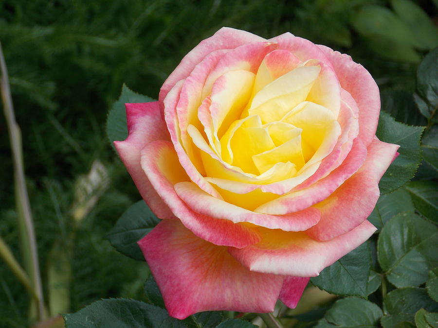 Rose Photograph - Pink Yellow Rose by Catherine Gagne