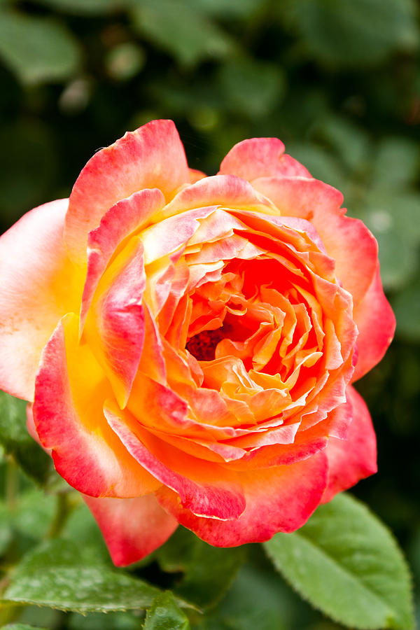 Pink Yellow Rose Photograph by James Gay