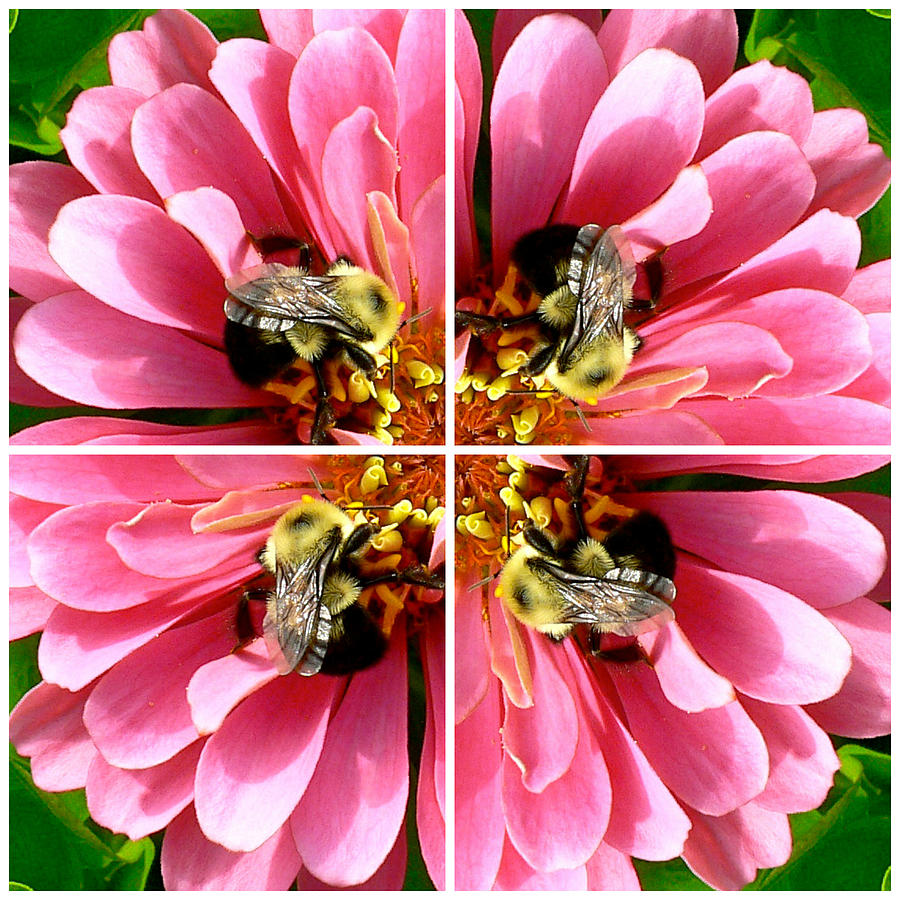 Pink Zinnia and Bee Collage Photograph by Jean Wright