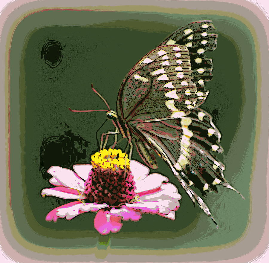 Pink Zinnia Butterfly 1 Photograph by Sheri McLeroy