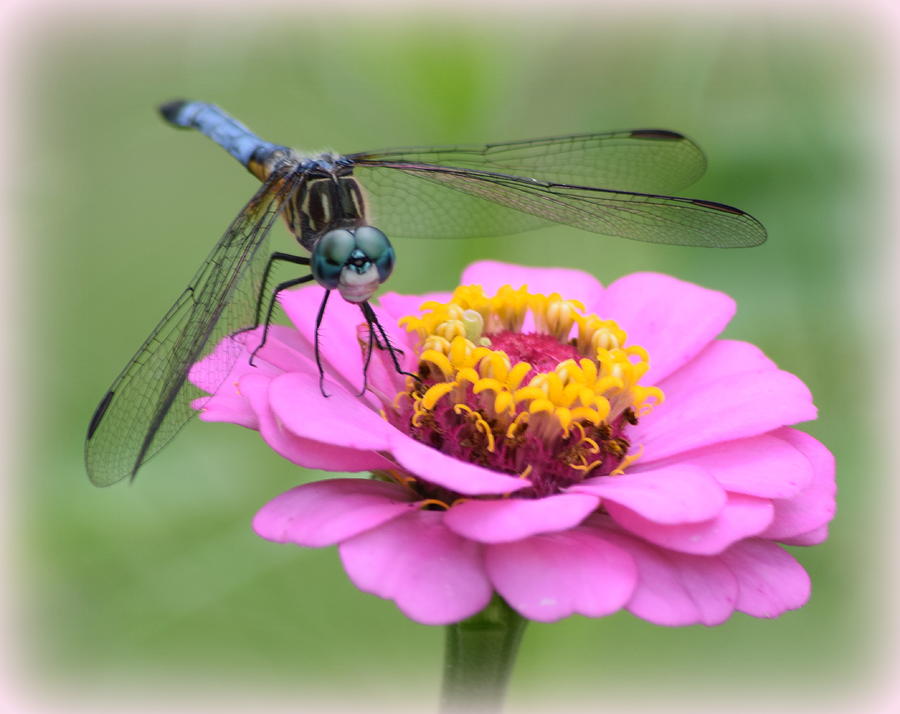 Pink Zinnia Dragonfly 1 Photograph by Sheri McLeroy