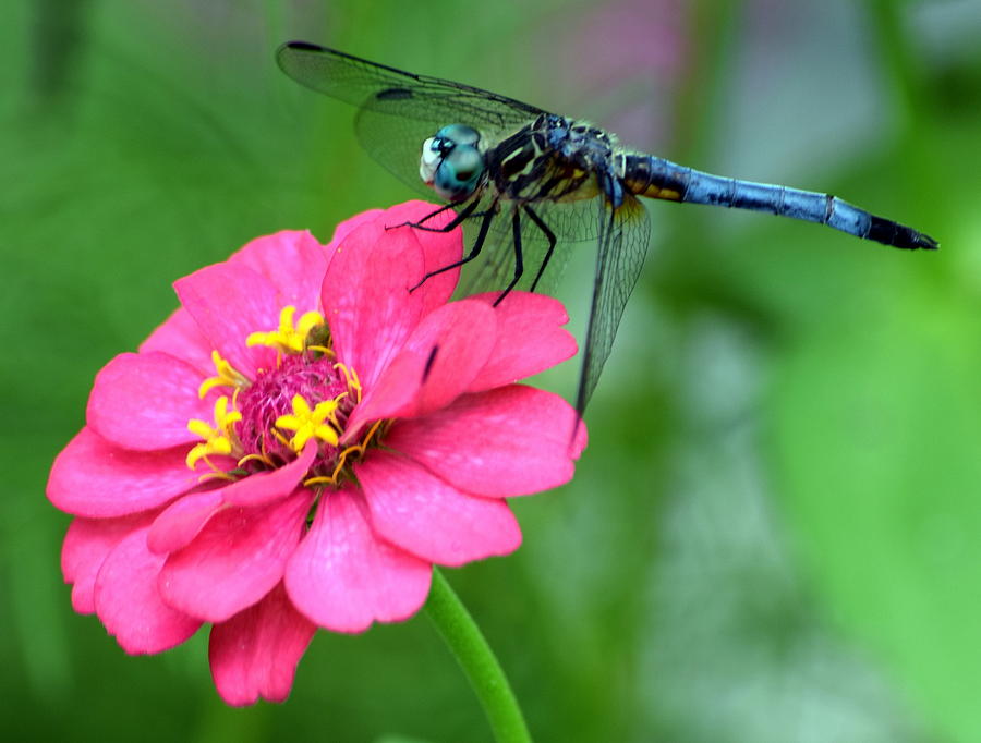 Pink Zinnia Dragonfly 2 Photograph by Sheri McLeroy