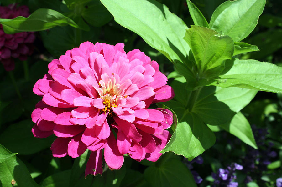 Pink Zinnia Photograph by Ellen Tully