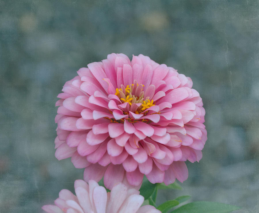 Flower Photograph - Pink Zinnia Flower by Kim Hojnacki