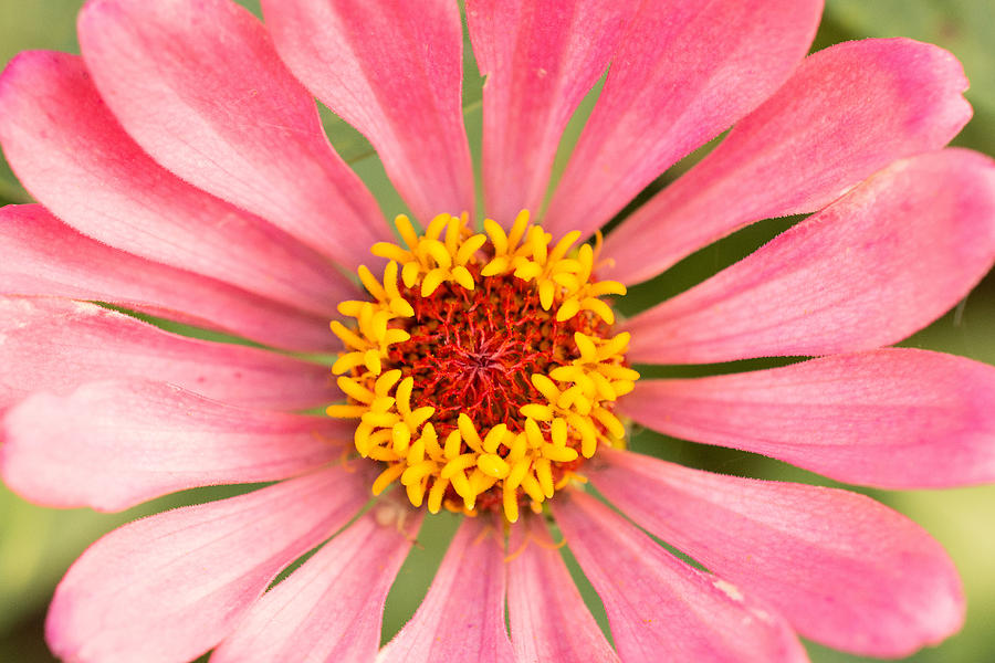 Pink Zinnia Full Frame  Photograph by Jeanne May