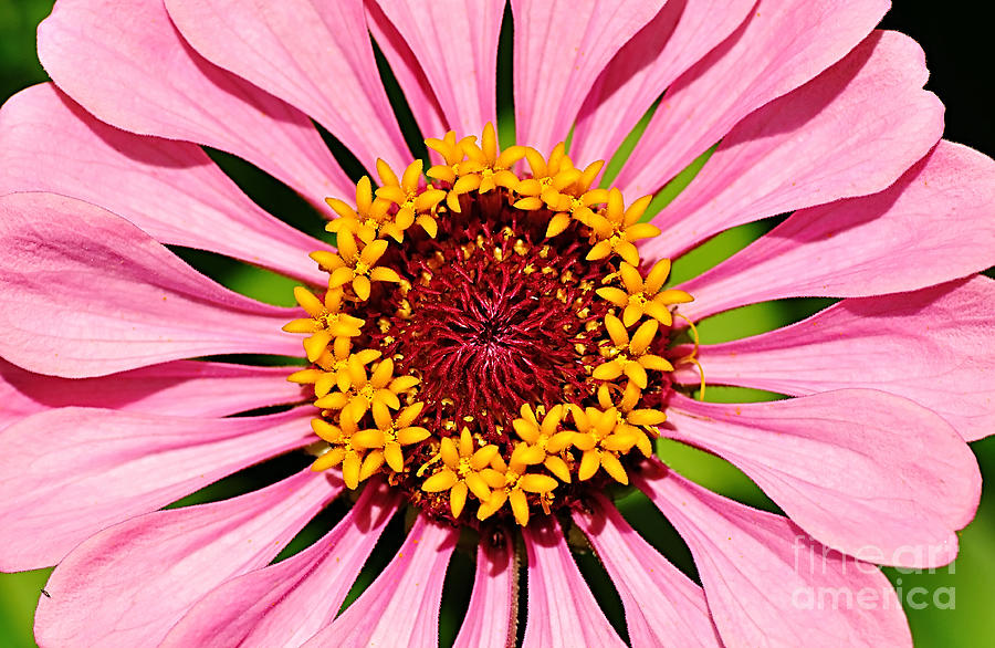 Flower Photograph - Pink Zinnia Macro by Kaye Menner