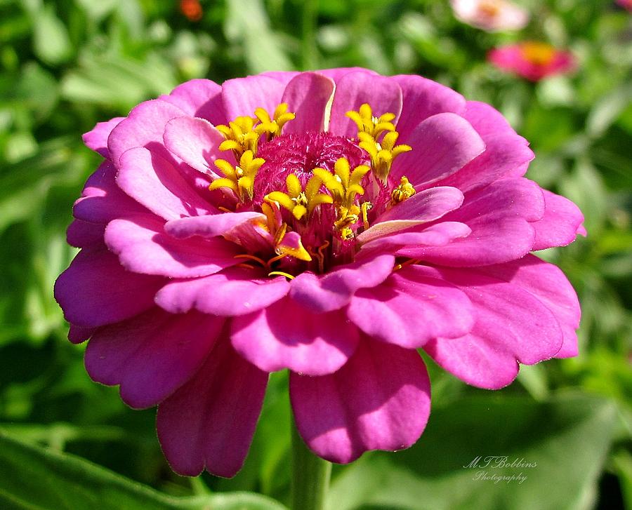 Pink Zinnia Photograph by MTBobbins Photography