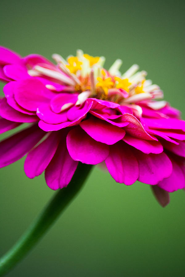Flowers Still Life Photograph - Pink Zinnia by Parker Cunningham